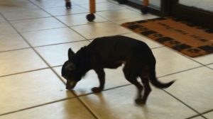 An older chihuahua