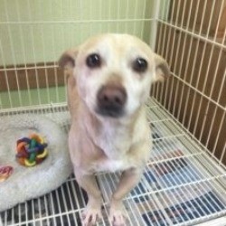Bruno the Heartworm Positive Chihuahua Mix