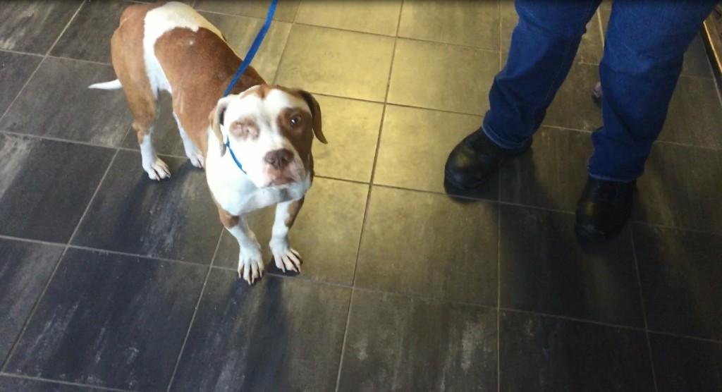 Some dogs require medical care prior to adoption
