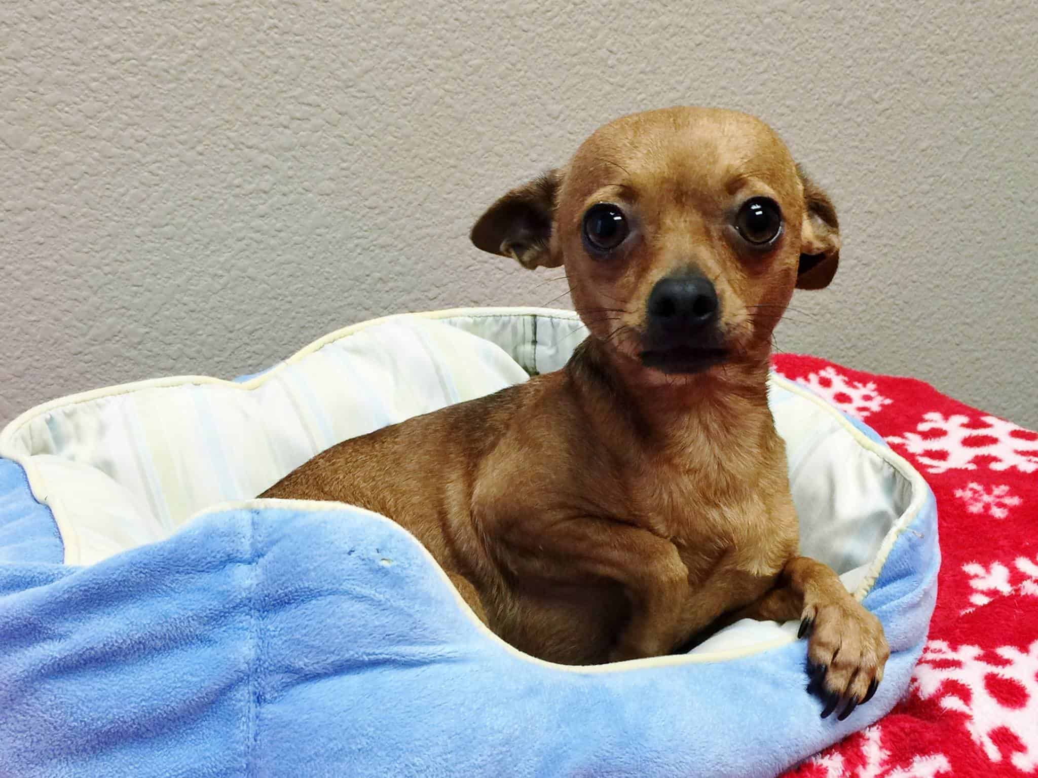 Merry – The Heartworm Positive Chihuahua
