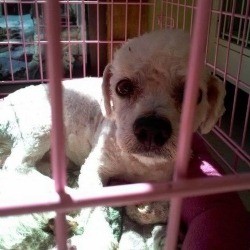 Curly the Poodle – Rescued from a Municipal Shelter