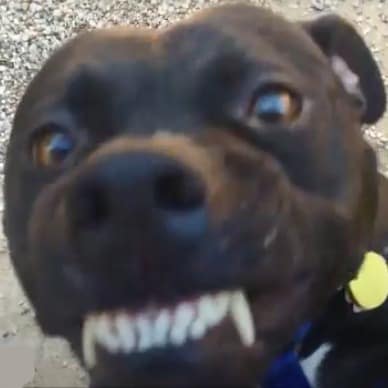 smiling pit bull