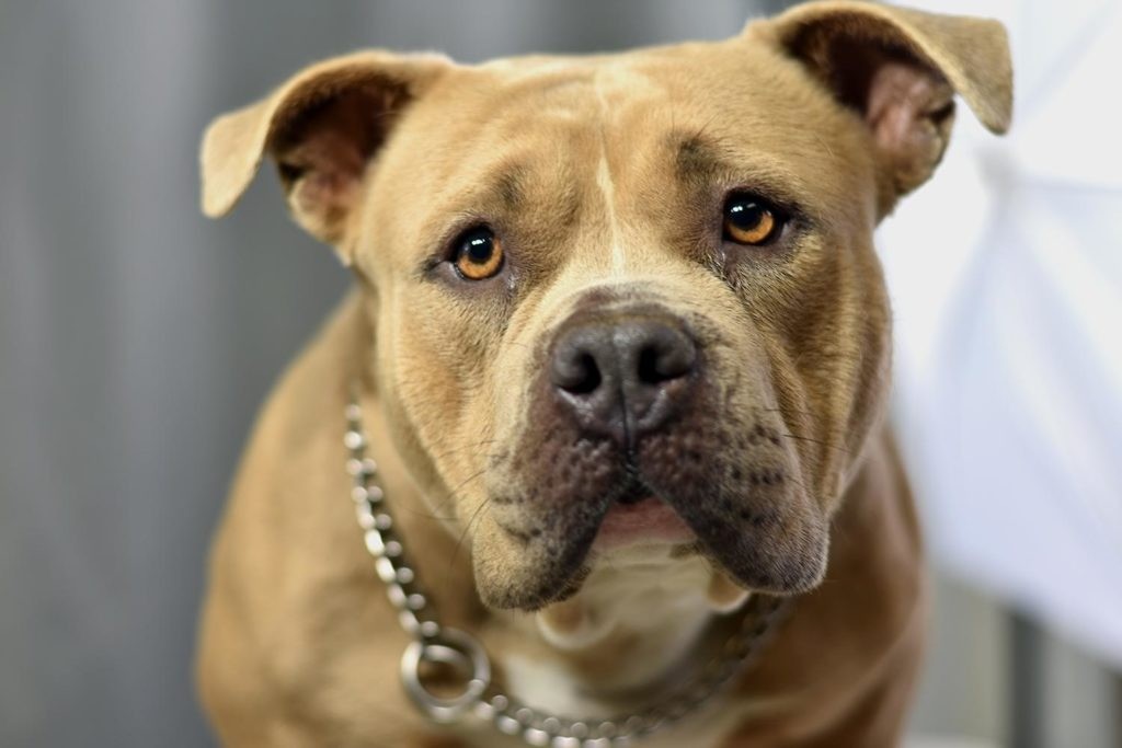 Are you sure? 1Animal%Rescue