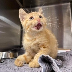 Squishy the Kitten with a Broken Jaw