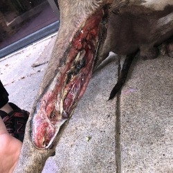 Tadpole the Dog with Horrific Injuries
