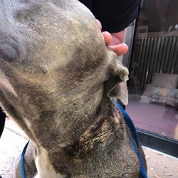 Tadpole the Dog with Horrific Injuries