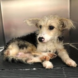 Curly – Sweet Pup Hit By A Car