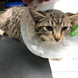 kitty with leg injury