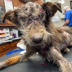 Nameless: A Starving Stray From Fort Worth Animal Control