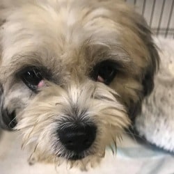 Little Pup with Bilateral Cherry Eye