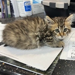 tabby kitten with broken leg