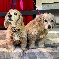 Becky and Scout: Bonded Pair of Cocker Spaniel Littermates
