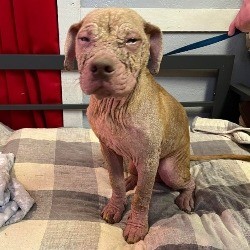 Li’l Red: Dog with Demodex and Skin Infections