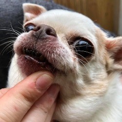 obese chi with dental problems