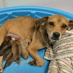 Mama and Puppies Rescued From Hoarding