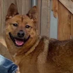 Eva: PTSD Service Dog Rescued From Korean Meat Trade
