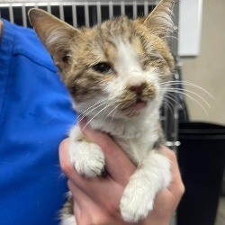 sick kitten dumped outside hospital