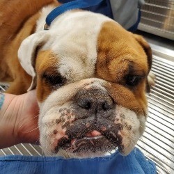 Bulldog in Need of Emergency C-Section