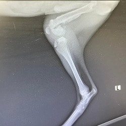 hind limb fracture 