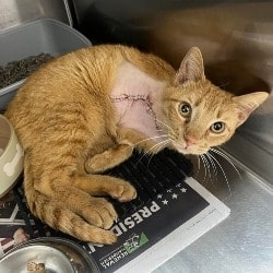 Ginger: Sweet Tom Cat Attacked by a Dog 1Animal%Rescue