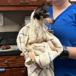 Peggy Sue: Rescued Chihuahua Half Her Healthy Weight