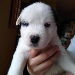 black and white puppy