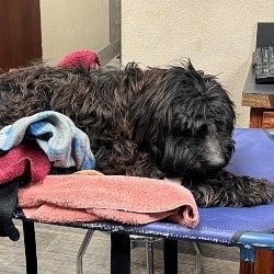 Starvin’ Marvin: Stray Labradoodle 30 Pounds Underweight