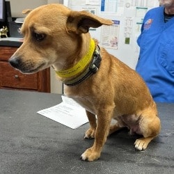 Little Dog with an Abscess in Groin