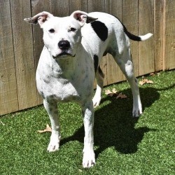 Edison, black and white deaf dog waiting for a home.