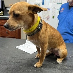 dog with abscess in groin