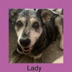 lady, a senior dog who needs a home