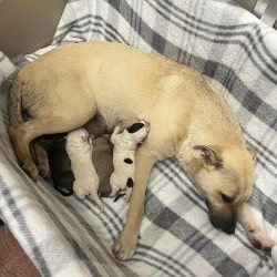 Mama and Puppies