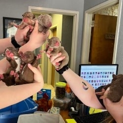 Seven Stray Puppies