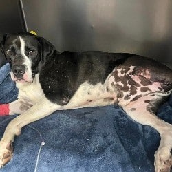 Tripawd Rescued After Being Hit by Car