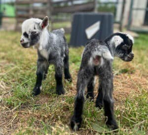 Interactive Petting Zoo Parties 25Animal%Rescue